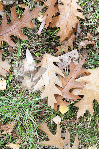 Image of Autumn Park, overcast  