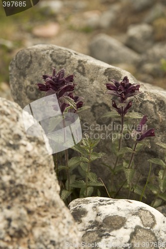 Image of Wild flowers