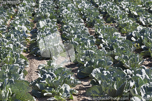 Image of Field of cabbage, spring 