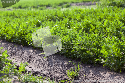 Image of Field with carrot 