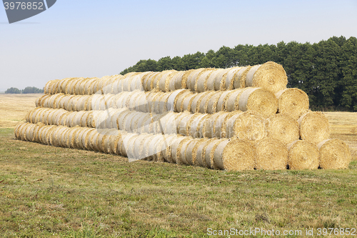 Image of stack of wheat straw  