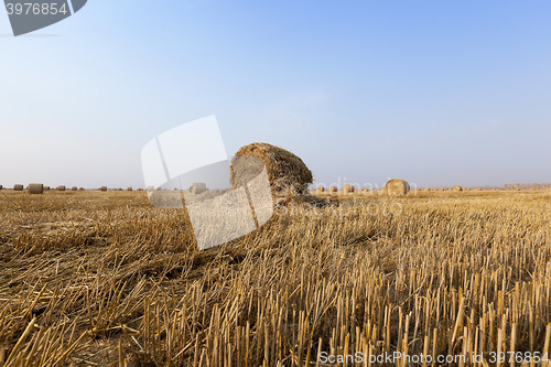 Image of stack of straw in the field 