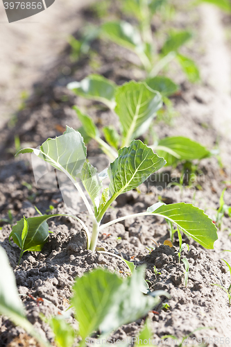 Image of Field of cabbage, spring  