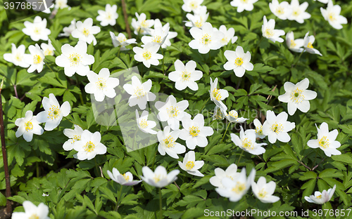 Image of  white spring flowers.