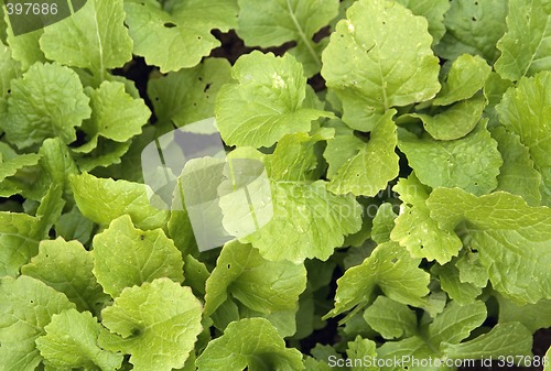 Image of Lettuce