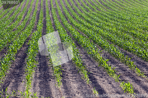 Image of Corn field, summer 