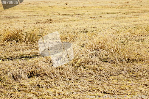 Image of ripe yellow cereals  