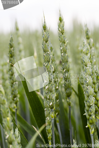 Image of agricultural field wheat  
