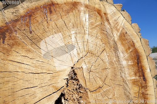 Image of tree harvesting, close-up 