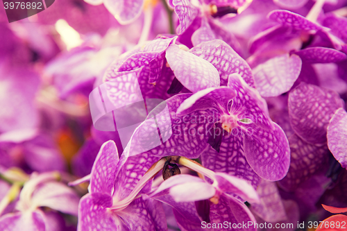 Image of beautiful orchid flowers