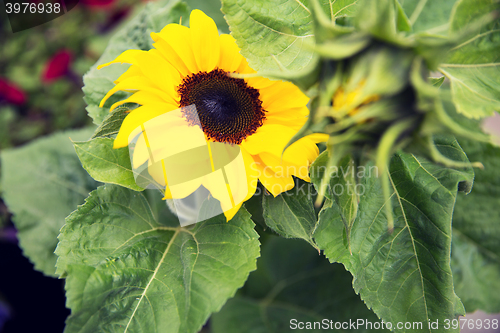 Image of close up of blooming sunflower in garden