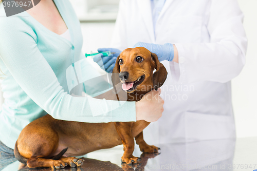 Image of close up of vet making vaccine to dog at clinic