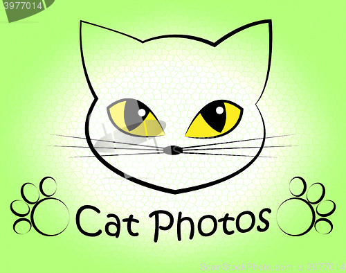 Image of Cat Photos Shows Feline Photographer And Cameras