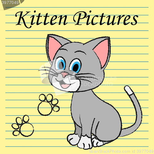 Image of Kitten Pictures Indicates Feline Images And Photos