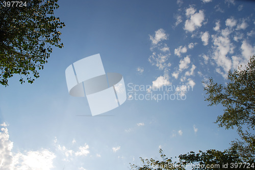 Image of sky and tree background