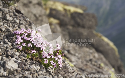 Image of Wild flowers