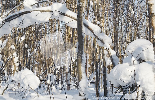 Image of Snowy trees