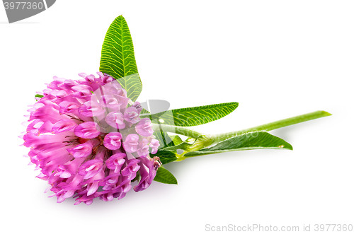 Image of Clover flower with green leaves