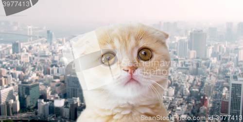 Image of close up of scottish fold kitten over city