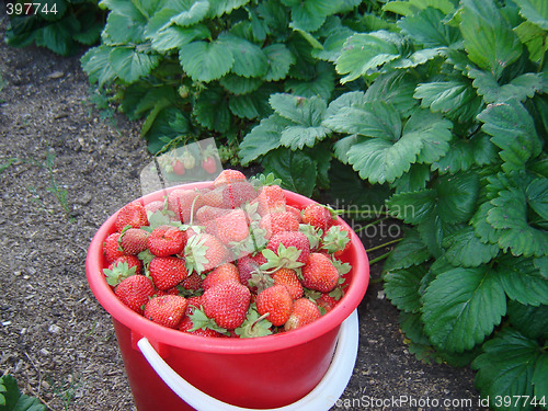 Image of strawberry