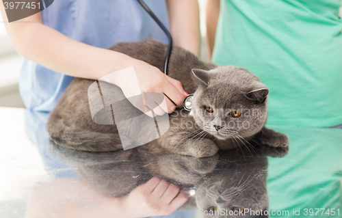 Image of close up of vet with stethoscope and cat at clinic