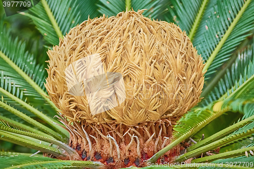 Image of Sago Palm Cone