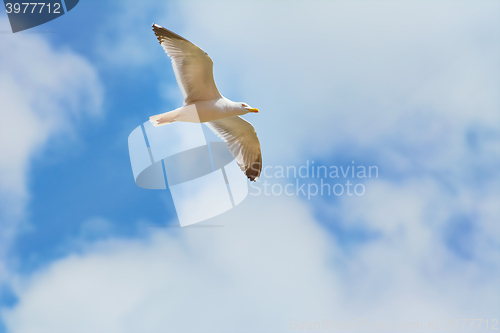 Image of Seagull in the Sky