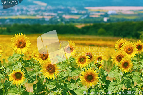 Image of Ripe Yellow Sunflowers 