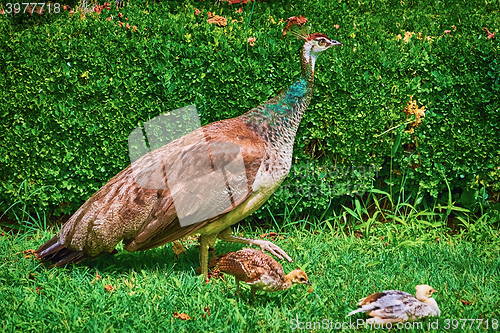 Image of Peahen with Nestlings