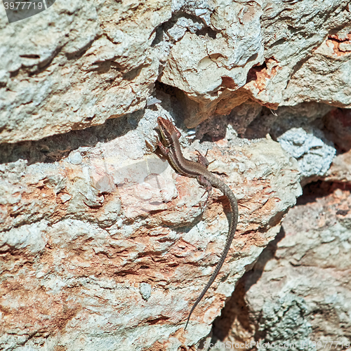 Image of Lizard on the Rock