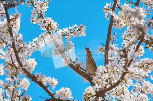 Image of Spotted Flycatcher (Muscicapa Striata)