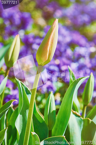 Image of Unblown Buds of Tulips