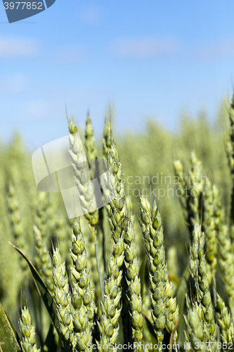 Image of agricultural field wheat 