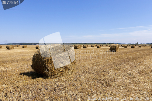 Image of stack of straw in the field   
