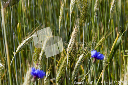 Image of cornflowers on the field 