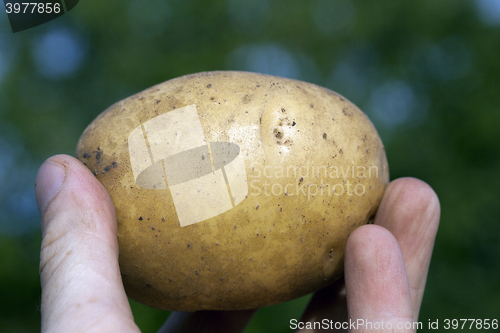 Image of Potatoes in hand  