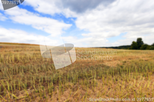 Image of collection rapeseed crop  