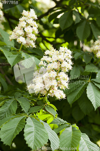 Image of blooming chestnut tree in the spring 