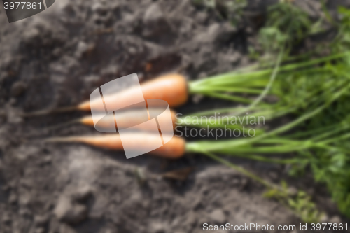 Image of Carrots on the ground  