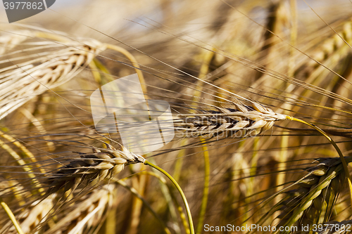 Image of Field of cereal in the summer  
