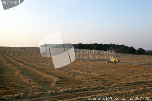 Image of cereal harvest, summer 