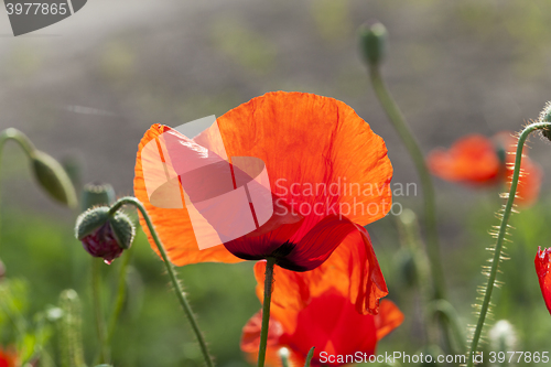 Image of red poppies. summer  