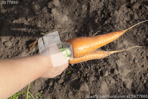 Image of carrots in hand  