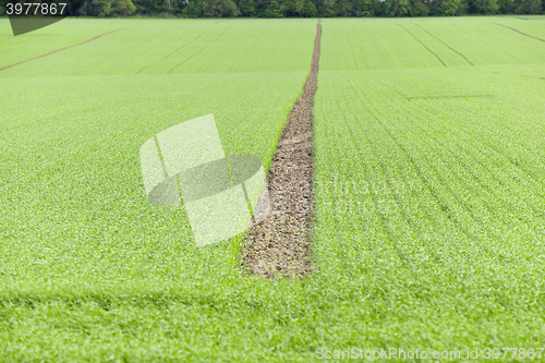Image of green wheat, close-up  