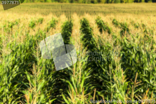 Image of Field with corn  
