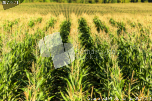 Image of Field with corn  