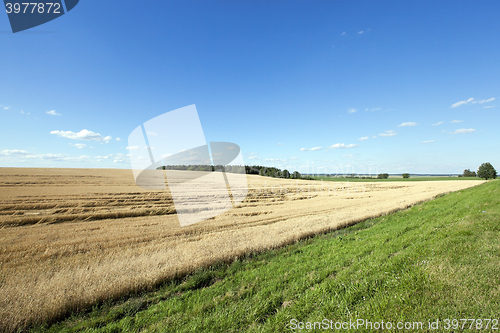 Image of Field of cereal in the summer  
