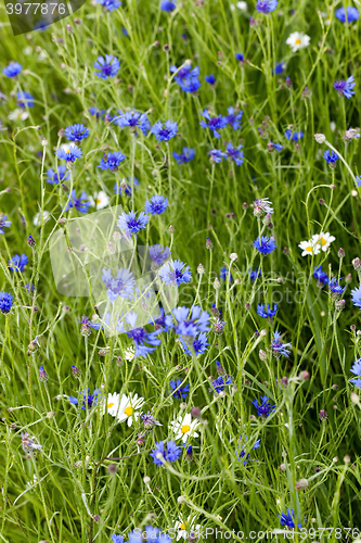 Image of chamomile with cornflowers  