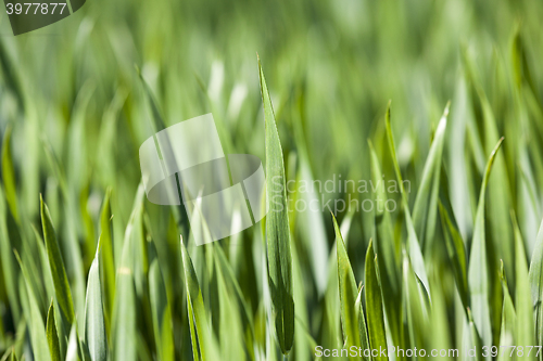 Image of Agriculture. cereals. Spring  