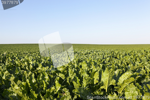 Image of field with beetroot 